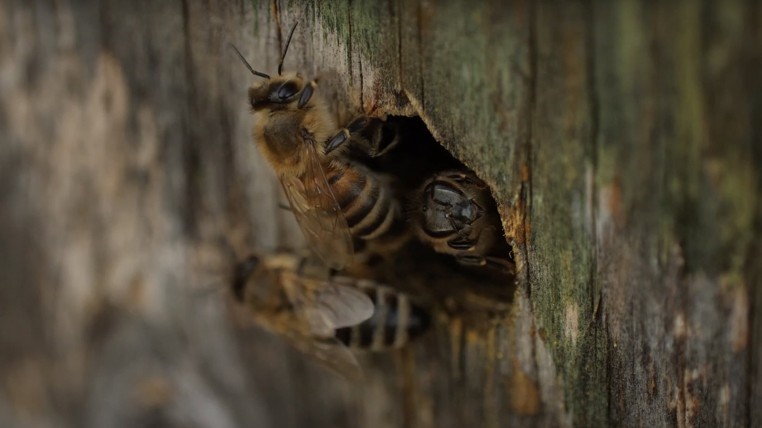 Bees
