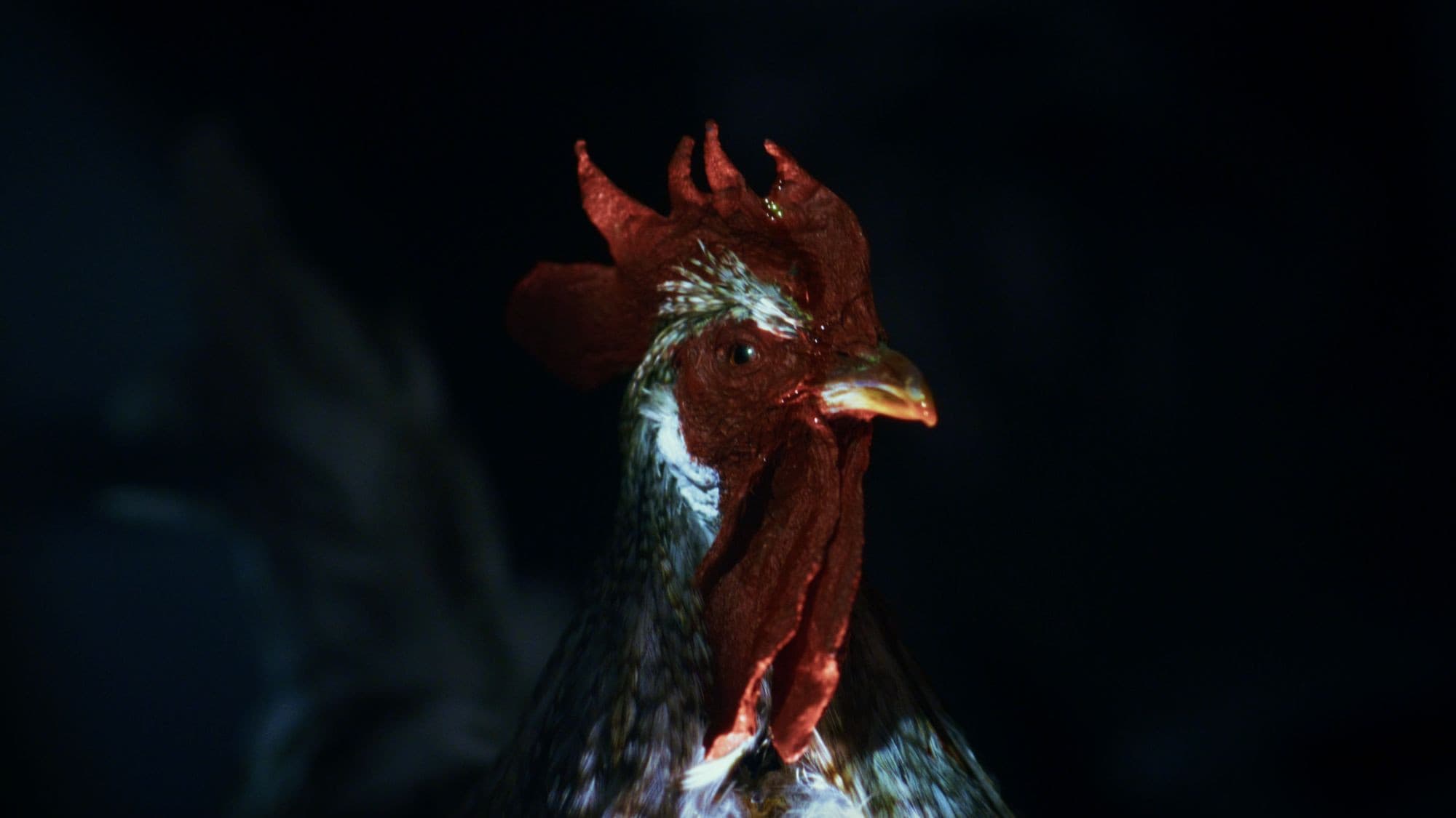 Rooster Road