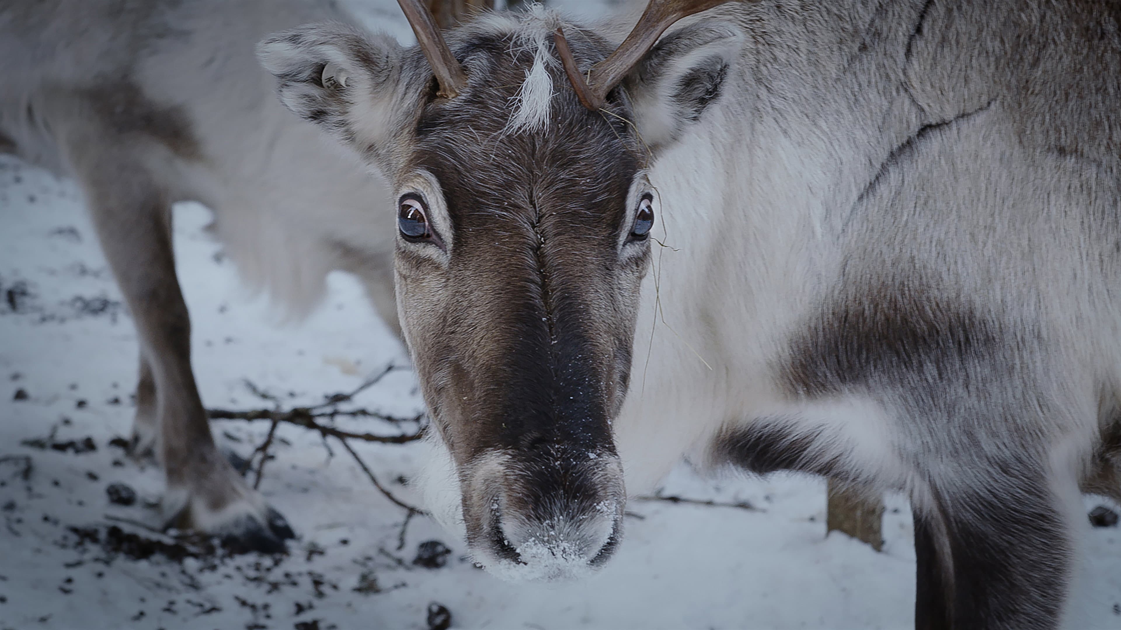 Sámi vs. Sámi