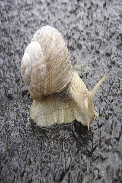 The Snail